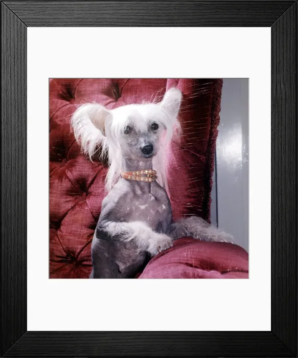 Framed Print : A Chinese crested dog owned by Mrs Dorothy tayler of Wembley wearing a necklace October Framed Print : A Chinese crested dog owned by Mrs Dorothy tayler of Wembley wearing a necklace October