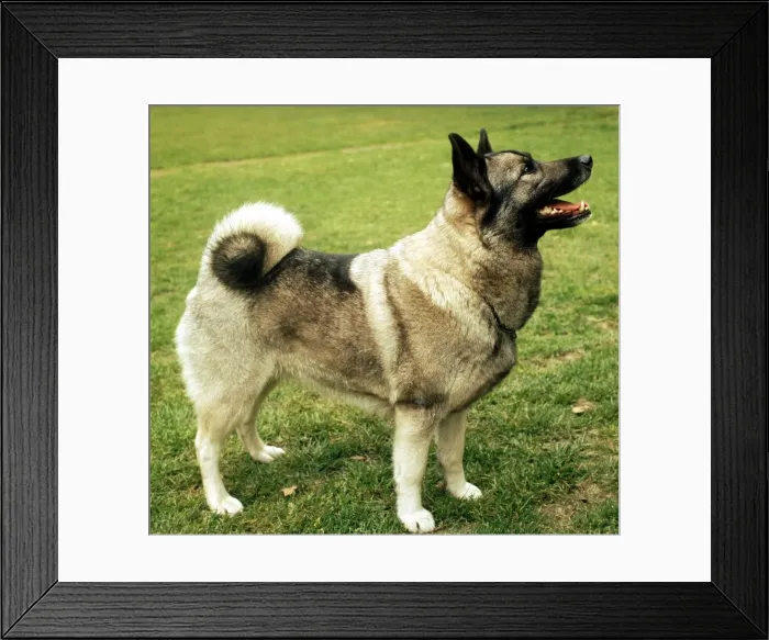 Framed Print : An Elkhound Dog looking up June 1987 Framed Print : An Elkhound Dog looking up June 1987
