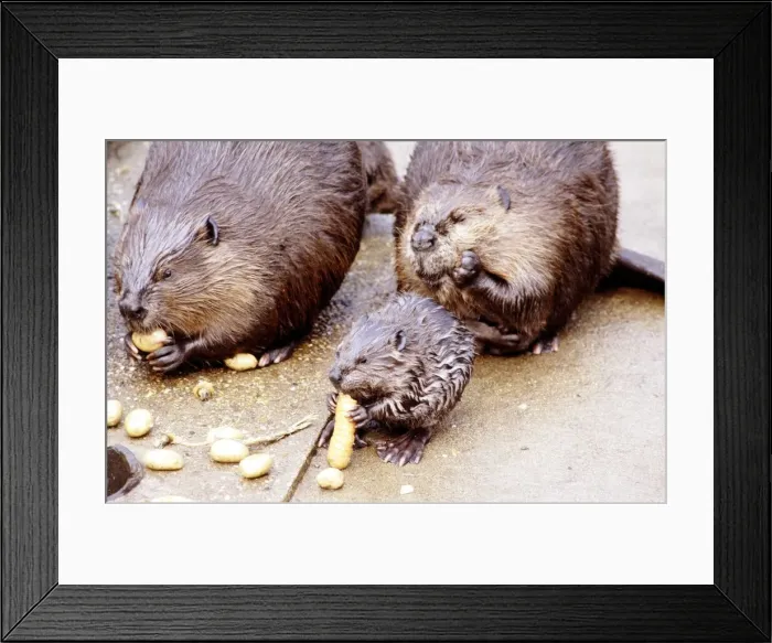 Framed Print : A Beaver eating a carrot at London Zoo August 1984
