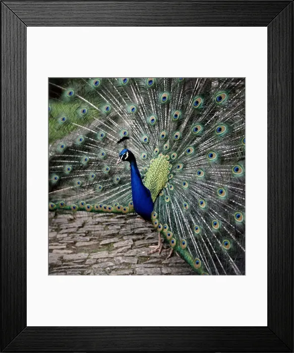 Framed Print : A peacock at Tapely Park in Devon May 1981 Framed Print : A peacock at Tapely Park in Devon May 1981