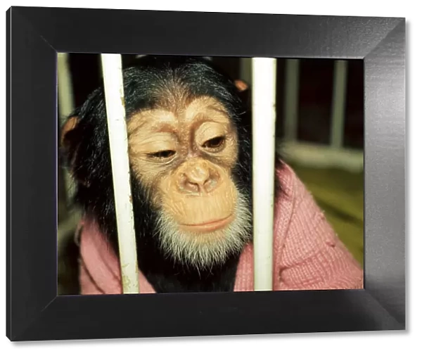 Chad, the 10 months old baby chimpanzee at Chester Zoo looking through bars