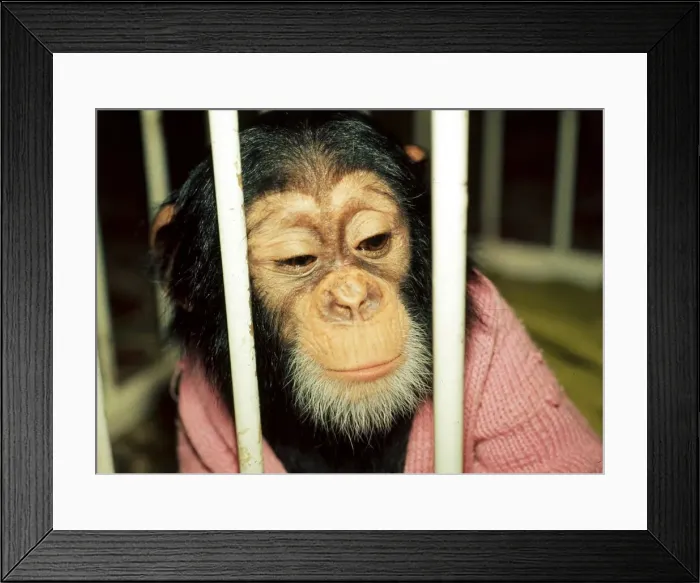 Framed Print : Chad, the 10 months old baby chimpanzee at Chester Zoo looking through bars Framed Print : Chad, the 10 months old baby chimpanzee at Chester Zoo looking through bars