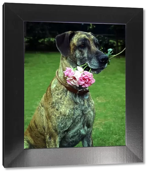 Junia the Great Dane dog owned by Barbara Woodhouse holding a rose in her mouth