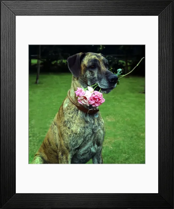 Framed Print : Junia the Great Dane dog owned by Barbara Woodhouse holding a rose in her mouth Framed Print : Junia the Great Dane dog owned by Barbara Woodhouse holding a rose in her mouth
