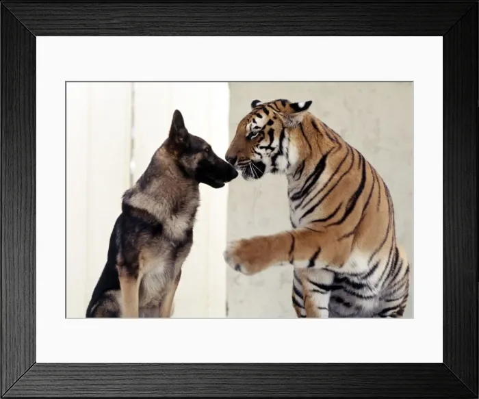 Framed Print : Bengal tiger Ravi with his friend Duke the Alsatian dog July 1977
