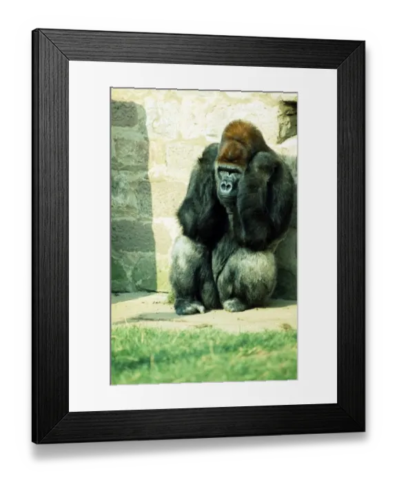 Framed Print : Gorilla sitting in the corner sulking at Chester Zoo. October 1977
