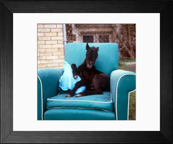 Framed Print : Young foal sitting on a comfortable chair at kilverstone Wildlife Park January 1987 Framed Print : Young foal sitting on a comfortable chair at kilverstone Wildlife Park January 1987