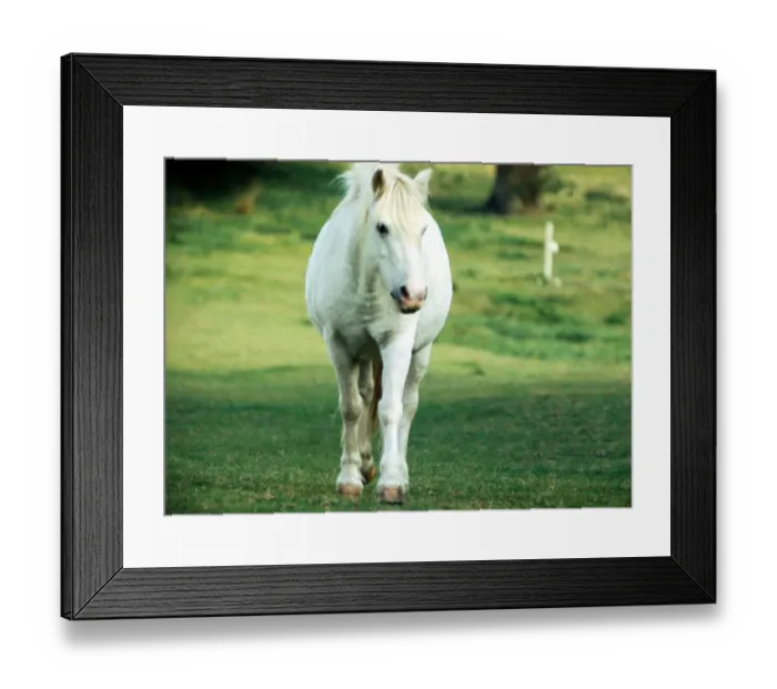 Framed Print : White horse in a field in Kent September 1972