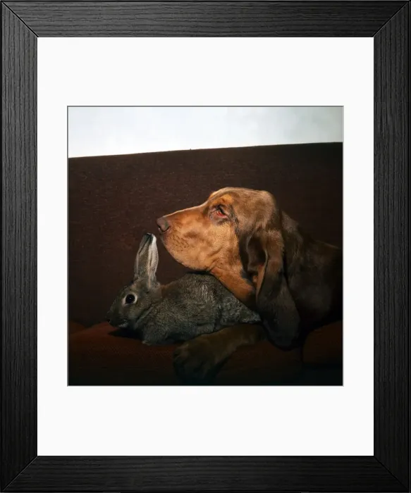 Framed Print : A Rabbit and Bloodhound dog together on the sofa August 1973 Framed Print : A Rabbit and Bloodhound dog together on the sofa August 1973