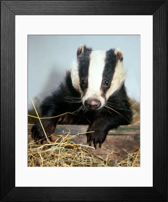Framed Print : Granny the badger at the Wildlife Hospital run by Les and Sue Stocker at their home in