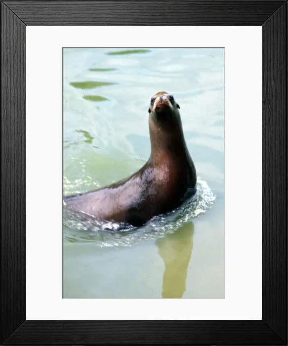 Framed Print : A Seal swimming at Chester Zoo Circa 1980 Framed Print : A Seal swimming at Chester Zoo Circa 1980