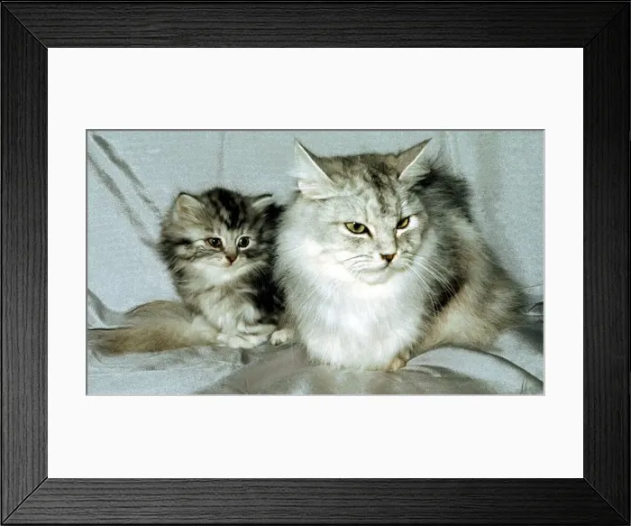 Framed Print : A silver spotted tabby cat with a young kitten February 1989
