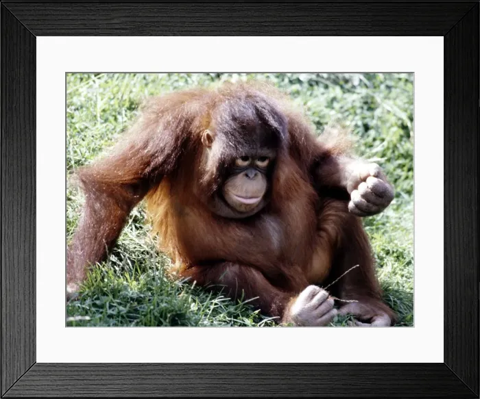 Framed Print : An orang utan at Chester Zoo August 1979 Framed Print : An orang utan at Chester Zoo August 1979