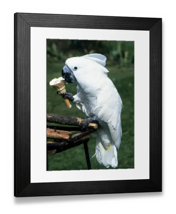 Framed Print : Brolly the cockatoo eating an ice cream June 1985