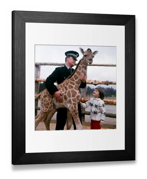 Framed Print : P. C. Jack McGregor with his daughter Catriona and a Baby Giraffe at Blair Drummond Safari