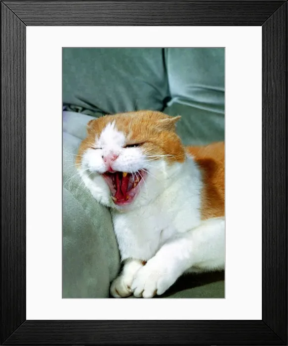 Framed Print : A cat sitting on the sofa cuddlin up to its owner March 1995 Framed Print : A cat sitting on the sofa cuddlin up to its owner March 1995