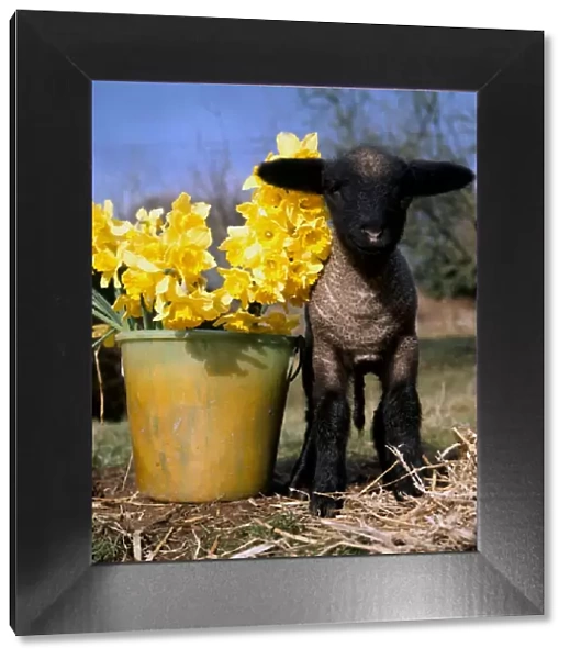 Young lamb among daffodils at the start of Spring March 1970