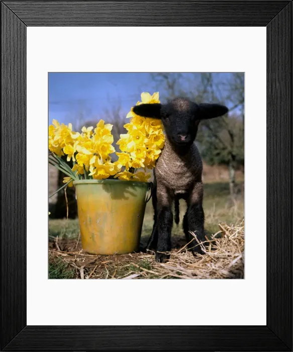 Framed Print : Young lamb among daffodils at the start of Spring March 1970 Framed Print : Young lamb among daffodils at the start of Spring March 1970