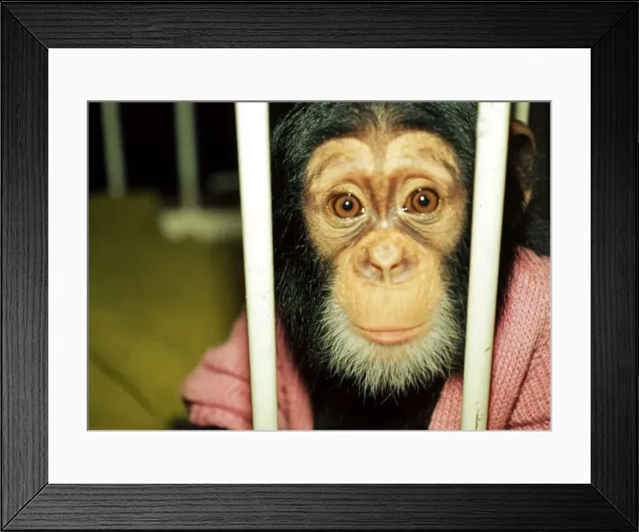 Framed Print : Chad, the 10 months old baby chimpanzee at Chester Zoo looking through bars Framed Print : Chad, the 10 months old baby chimpanzee at Chester Zoo looking through bars