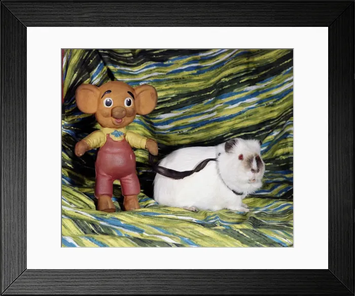 Framed Print : A guinea pig with a rubber doll against a colourful background july 1967