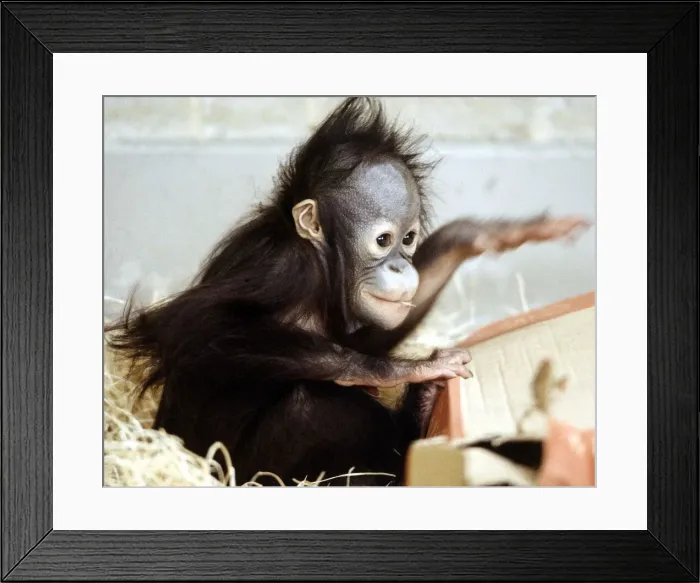 Framed Print : A baby Orang-utan at London Zoo March 1984 Framed Print : A baby Orang-utan at London Zoo March 1984