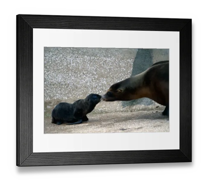 Framed Print : A one Week old sea lion with parent Pru at a Zoo in Wales June 1979 Framed Print : A one Week old sea lion with parent Pru at a Zoo in Wales June 1979