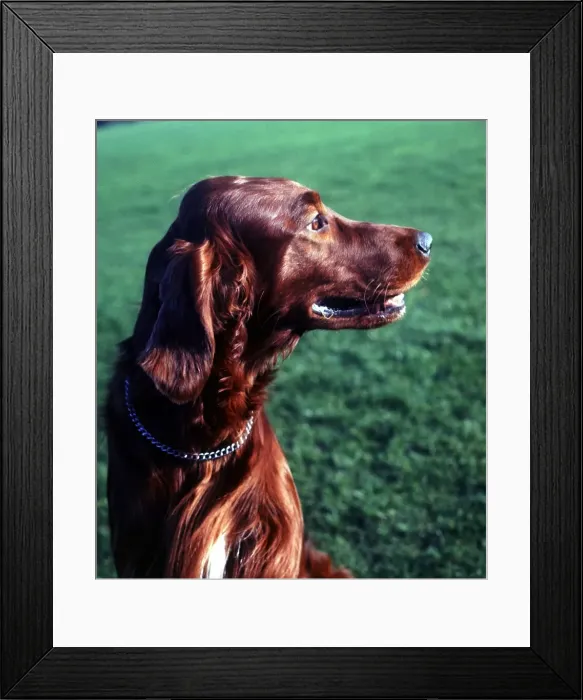 Framed Print : An Irish Setter Dog June 1987