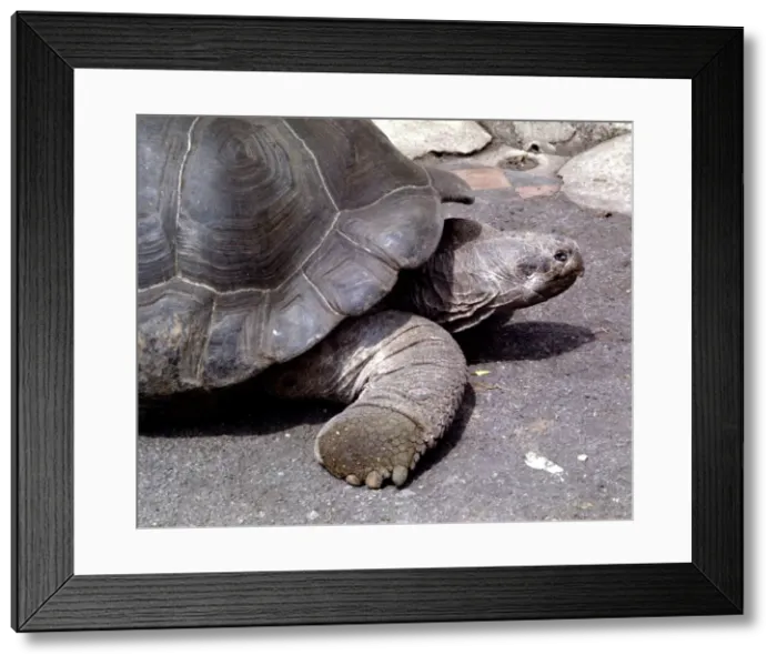 Framed Print : A giant tortoise at the zoo May 1965 Framed Print : A giant tortoise at the zoo May 1965