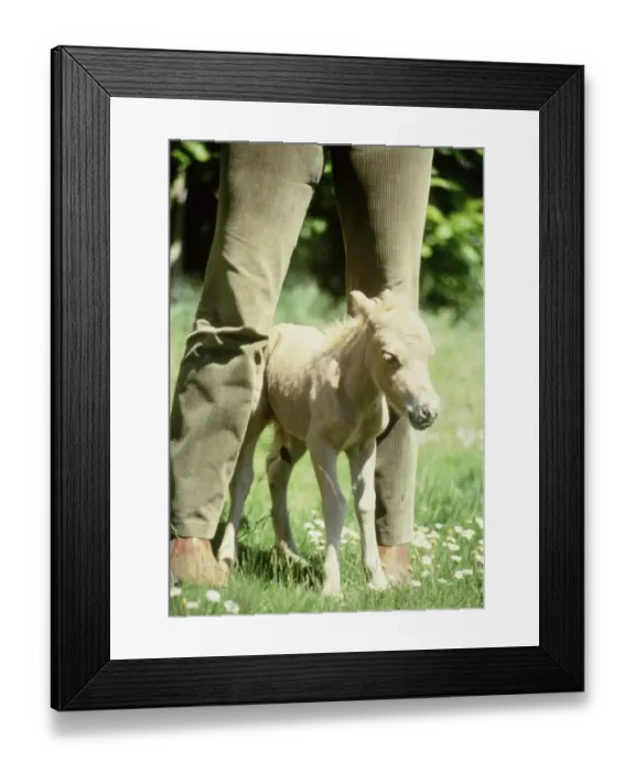 Framed Print : One hour old Falabella miniature horse Angelica born to Sandstorm at Kilverstone Wildlife Framed Print : One hour old Falabella miniature horse Angelica born to Sandstorm at Kilverstone Wildlife