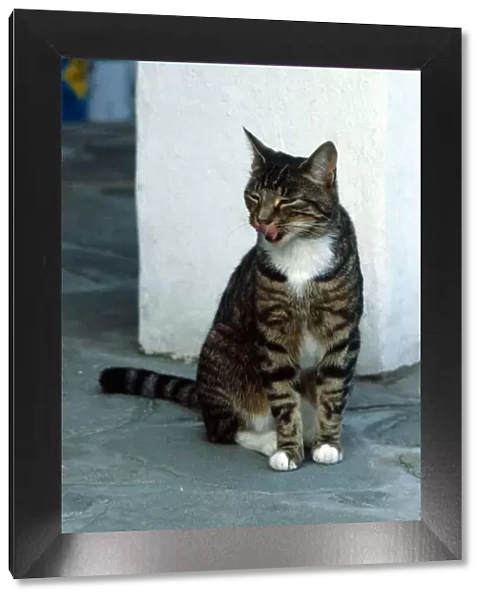 A Tabby Cat sitting on the floor yawning October 1979