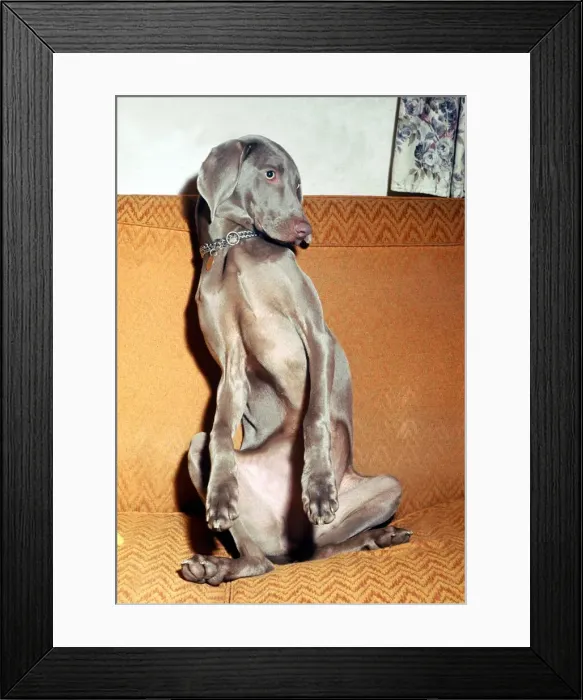 Framed Print : Nine month old Aristocratic dog Clea, a Wetmaraner which is a type of german sporting Framed Print : Nine month old Aristocratic dog Clea, a Wetmaraner which is a type of german sporting