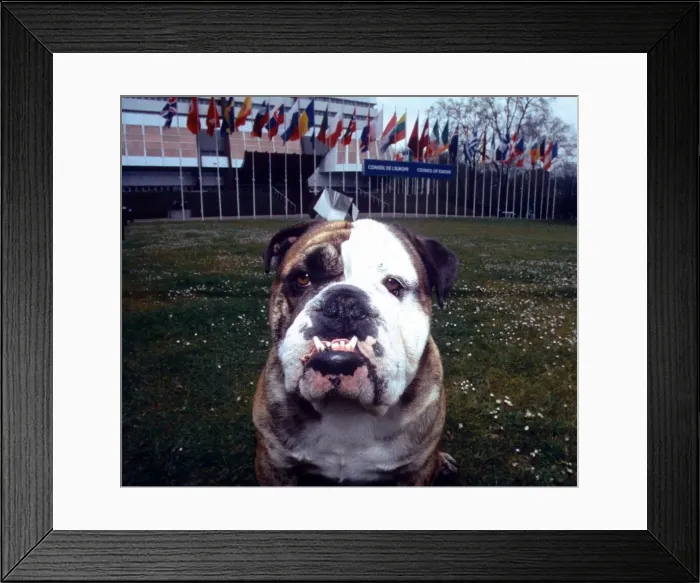 Framed Print : A British Bulldog showing his sharp teeth April 1995