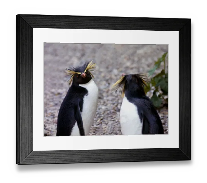 Framed Print : Penguins at Chester Zoo July 1969 Framed Print : Penguins at Chester Zoo July 1969