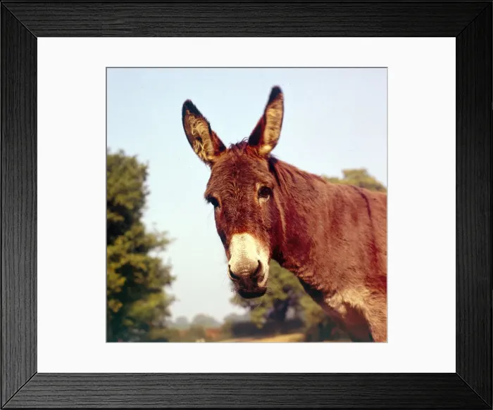 Framed Print : A donkey at an English farm January 1972 Framed Print : A donkey at an English farm January 1972