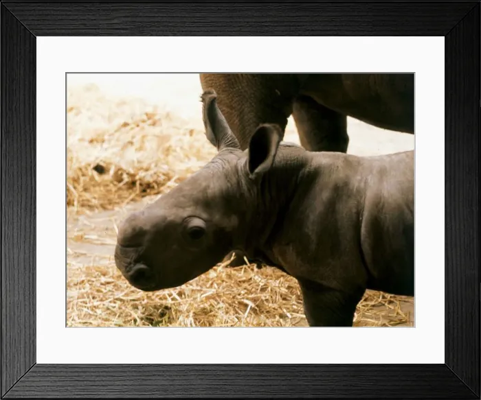 Framed Print : White Rhino baby born at Blackpool Zoo, named Nykasi July 1973 Framed Print : White Rhino baby born at Blackpool Zoo, named Nykasi July 1973