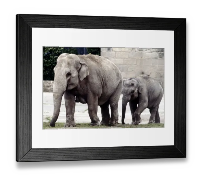 Framed Print : An adult mother and baby elephant walking out together at a zoo in England