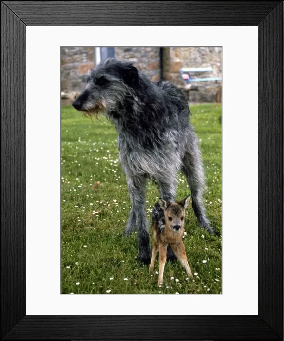 Framed Print : Shona the deerhound with Roro the Roe Deer July 1989 Framed Print : Shona the deerhound with Roro the Roe Deer July 1989