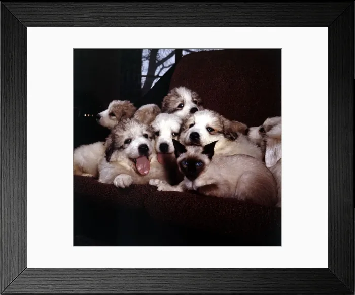 Framed Print : A group of Pyrenean Mountain Dog puppies with Wendy the Siamese cat March 1965