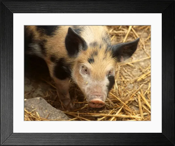 Framed Print : A Sandy and Black pig at a farm in England January 1980