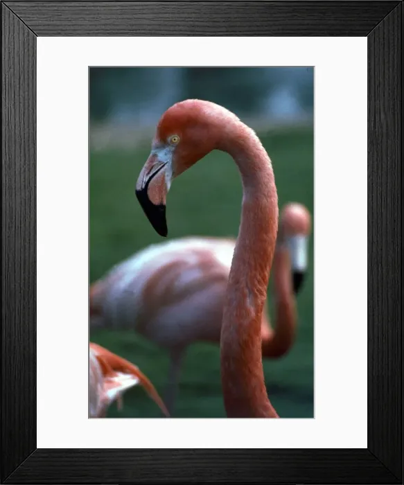 Framed Print : Flamingoes at Western Underwood Zoo December 1979 Framed Print : Flamingoes at Western Underwood Zoo December 1979