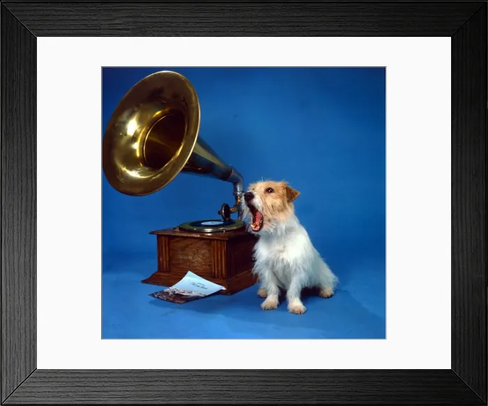 Framed Print : A Jack Russell dog singing along to music being played on a gramaphone from Framed Print : A Jack Russell dog singing along to music being played on a gramaphone from