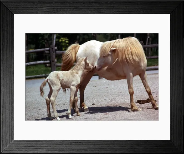 Framed Print : Royal cream pony called Hope playing with her seven day old foal at Blackpool Zoo June
