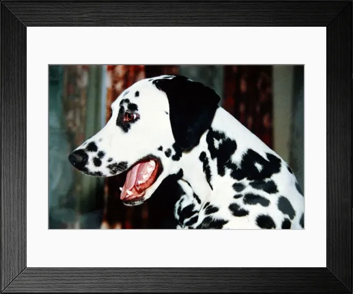 Framed Print : A Dalmation Dog February 1990 Framed Print : A Dalmation Dog February 1990