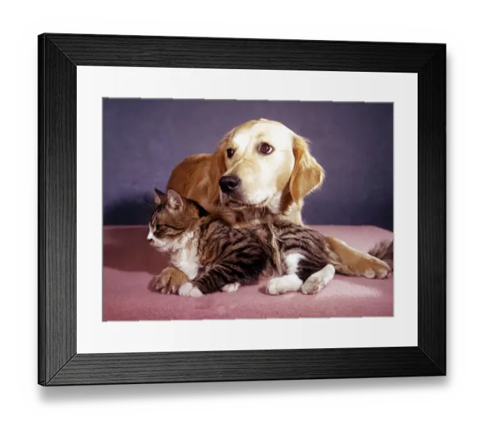 Framed Print : A labrador dog with a cat Circa 1970 Framed Print : A labrador dog with a cat Circa 1970