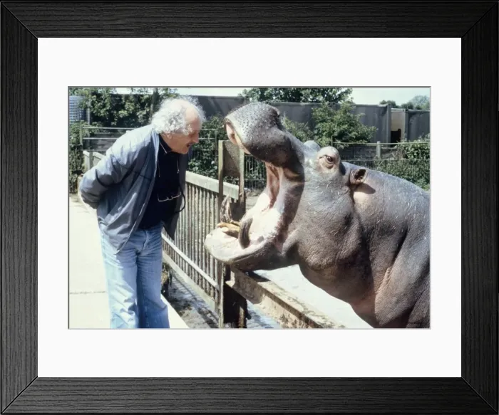 Framed Print : Zoo vet David Taylor checks the teeth of hippo Ben at Chessington Zoo May 1983