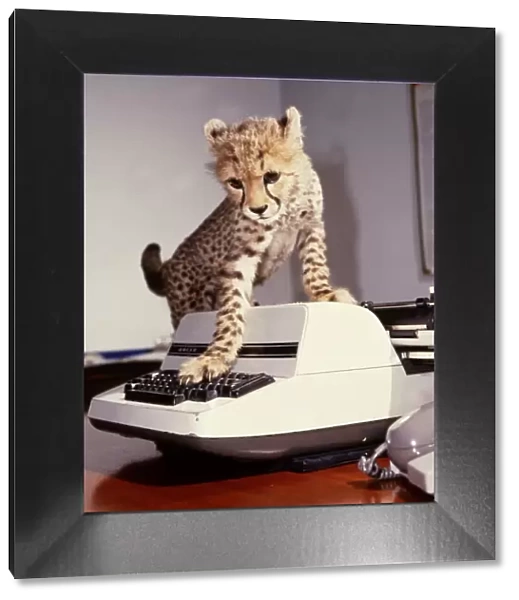 Saki the cheetah cub trying to use a typewriter at Marwell Zoo February 1987