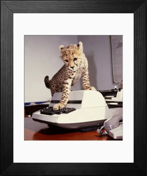 Framed Print : Saki the cheetah cub trying to use a typewriter at Marwell Zoo February 1987 Framed Print : Saki the cheetah cub trying to use a typewriter at Marwell Zoo February 1987