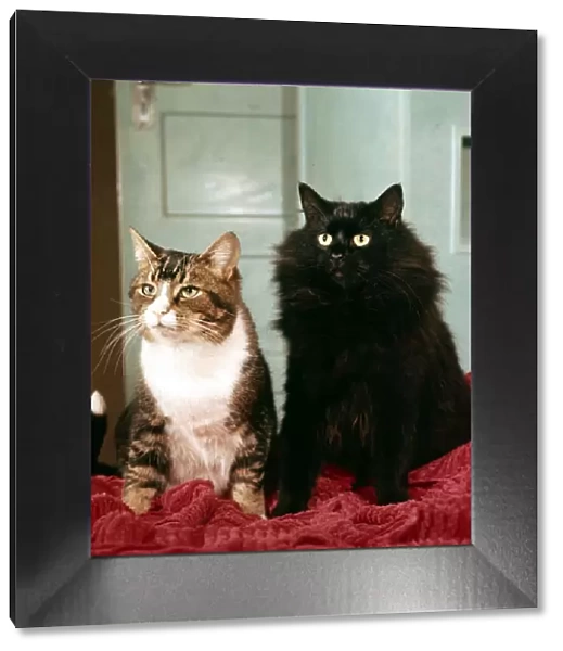 Two cats sitting together January 1972