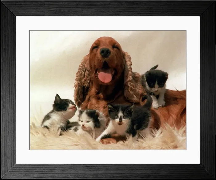 Framed Print : Cocker Spaniel dog looking after a group of four kittens July 1996