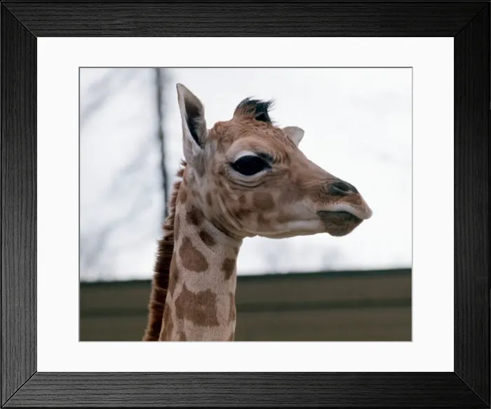 Framed Print : Baby Giraffe Catriona at Blair Drummond Safari Park. April 1973